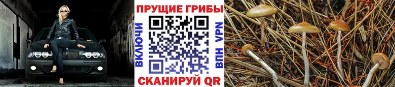 Галлюциногенные грибы Psilocybe Лесной